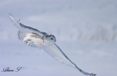 Oiseaux