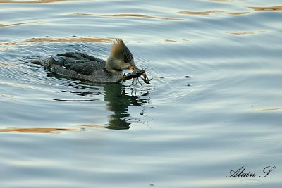 Harle Couronn / Hooded Merganser