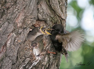 tourneaux Sansonnet / European Starling