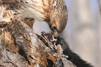 Buse  queue rousse / red-tailed Hawk