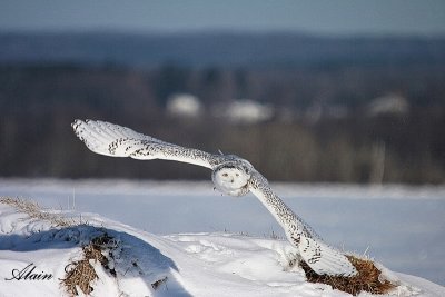 Harfang des neiges / Snowy Owl