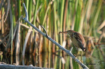 Petit Blongios / Least Bittern