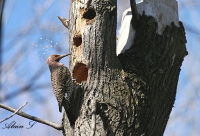 Pic flamboyant / Northern Flicker