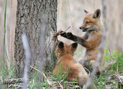 Faune