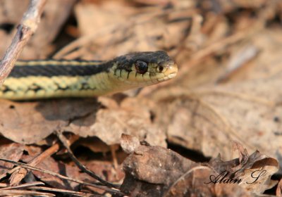 Batraciens - Serpents