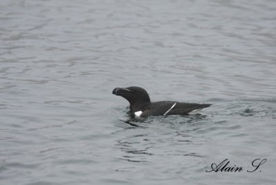 Petit Pingouin / Razorbill_1909