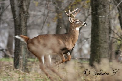 Faune