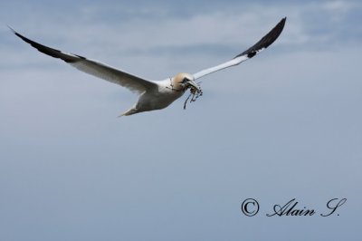 Fou de Bassan / Northern Gannet_2325