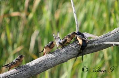 Hirondelle Rustique / Barn Swallow_6619