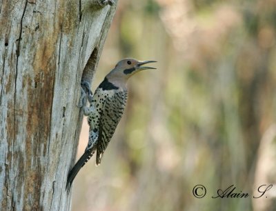 Pic flamboyant / Northern Flicker_0753