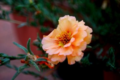 DSC_0047.jpg
