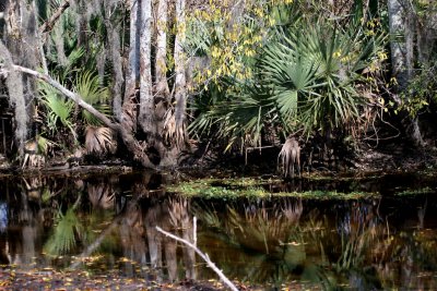 Louisiana swampscapes