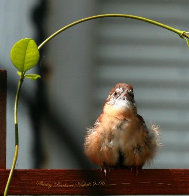 Babe wren wakes to face the big world