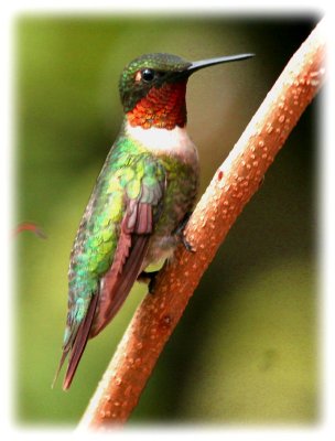 Hummer-oct-15-on- limb.jpg