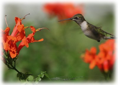 Hummer-late summer-1.jpg