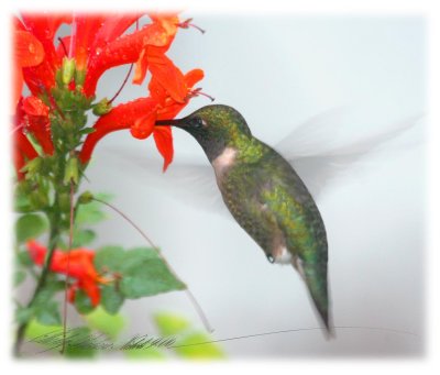 Hummer-late summer-5.jpg