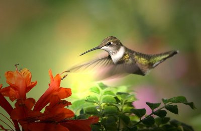 Hummer-late summer-6.jpg