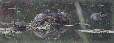 Turtle family outing.jpg