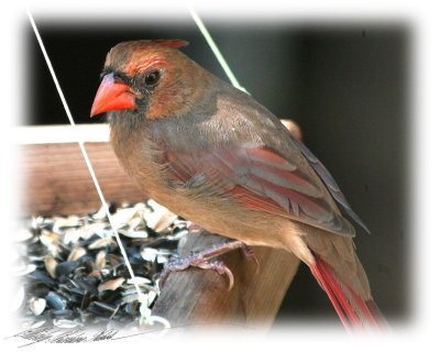 Female cardinal-Fall 06.jpg