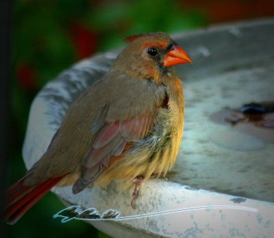 Female cardinal-Fall 06-2.jpg