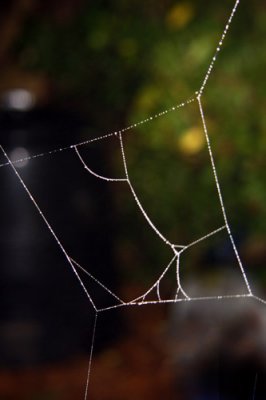 Cobweb Kite