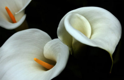 ...the slow, seductive curves of the lily ...