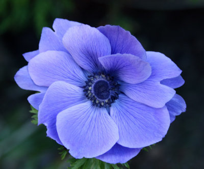 ... the first anemone...