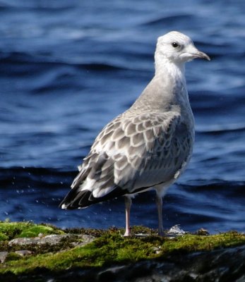 c10d_5617_lokki_Sigma_70-300apo_crop