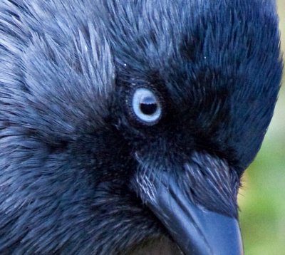 30d31446_jackdaw_CROP.jpg