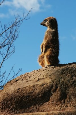 IMG_meerkat_1.jpg