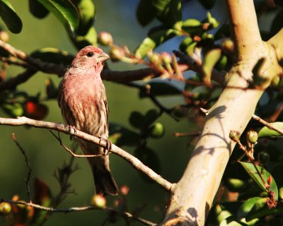 Birds of Clifton, Va
