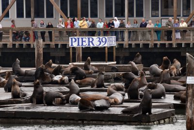 The Seals of Pier 39