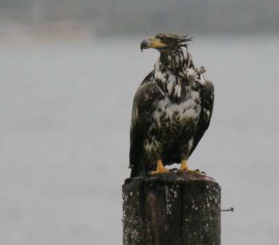 Immature Bald Eagle - Port McNeill - July 2006 - IMG_2452.JPG