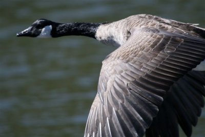 Canada Geese Migration