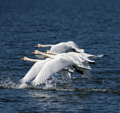 Mute Swans Take Off - -IMG_4904.jpg