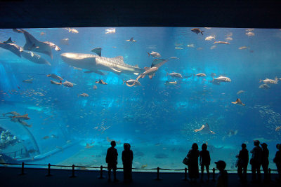 Churaumi Aquarium, Okinawa