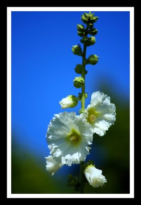 Jack and the Flower Stalk