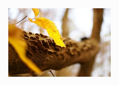 fungus shaded by leaf