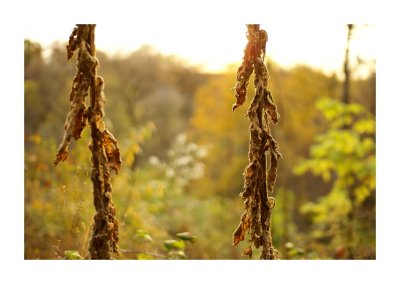 Wild Tobacco Pair