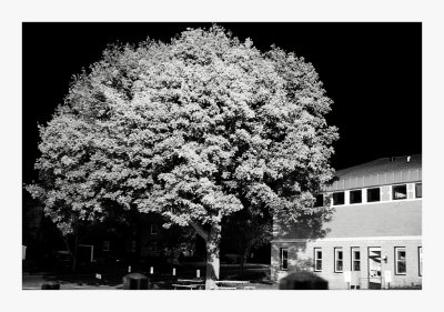 Library at 4am