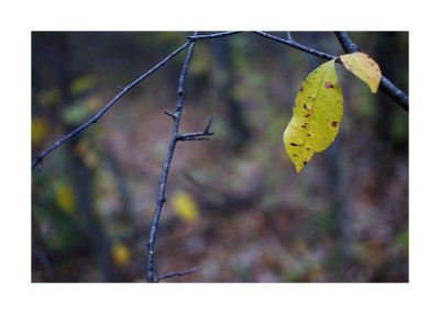 leaf lightpoles