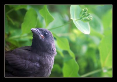 Baby Black Bird