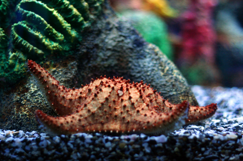 Starfish