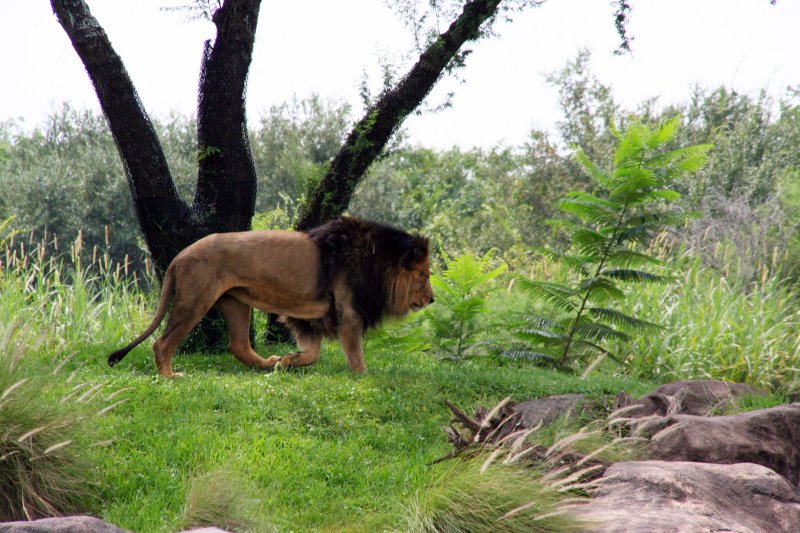 Lion