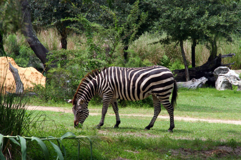 Zebra