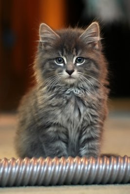 Kitten #1