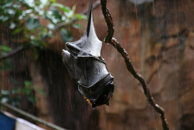 Rainy Bat