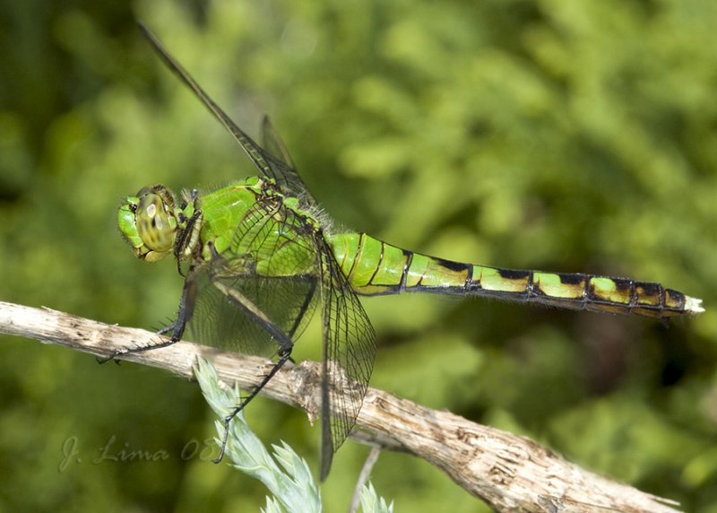 _MG_3613.jpg