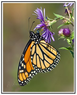 Framed Monarch.jpg