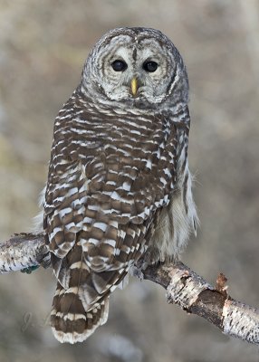 Barred Owl (cap)